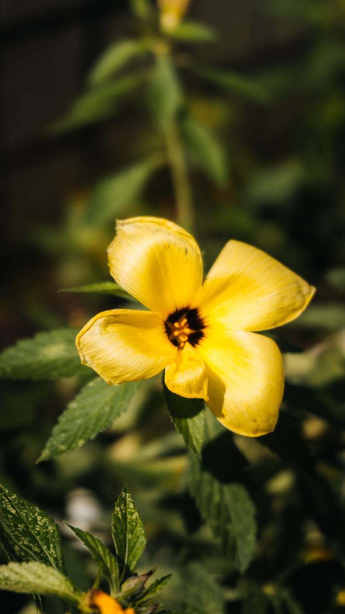 Primavera *